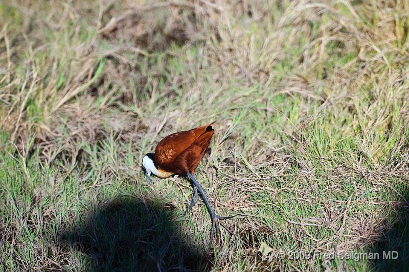 20090613_163438 D3 X1.jpg - Please e-mail me if you know the names of any of these birds